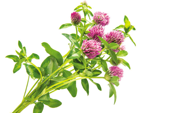 Пет рецепата против изузетно јаког кашља
